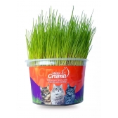 Graminha Mister para Gatos
